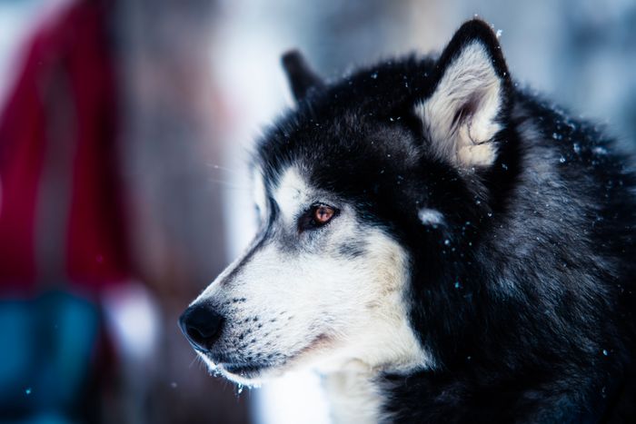 For Perfect Portraits AF 85mm F1.4 F